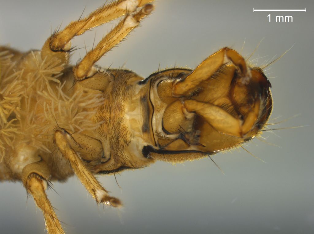 Hydropsyche contubernalis